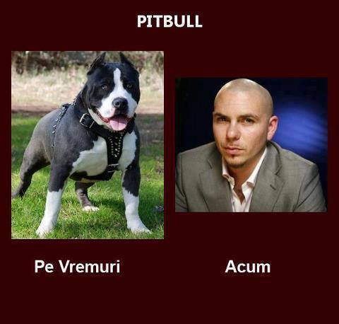 :)) - 0-pitbull pe vreumri si acum