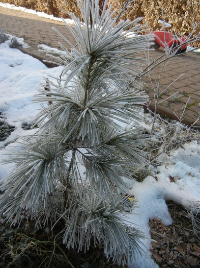 2013, January 02 - 01 Garden in January