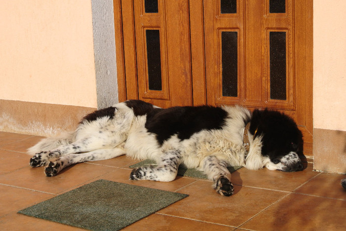 25 - AMIR - Eros de Plai Bucovinean