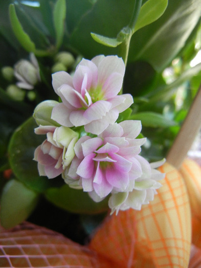 Pink & White Kalanchoe (2011, Oct.27)