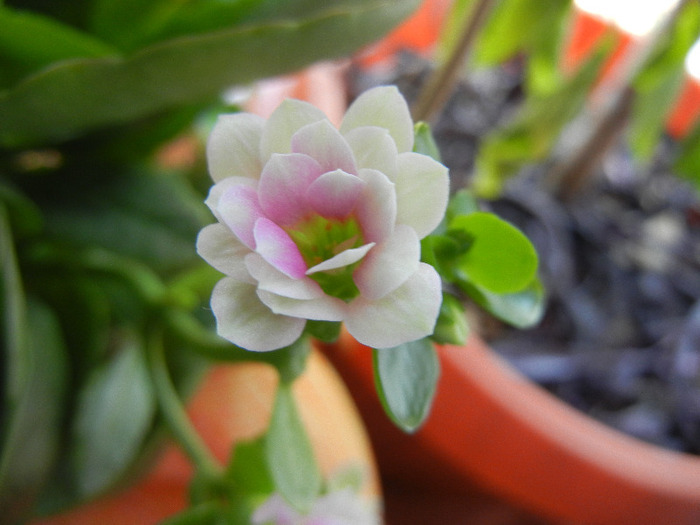 Pink & White Kalanchoe (2011, Oct.27) - Kalanchoe Pink White