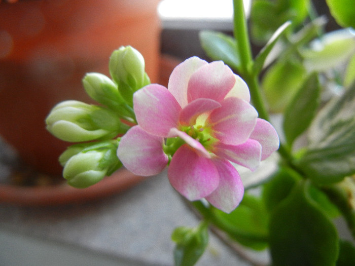 Pink & White Kalanchoe (2013, Jan.02) - Kalanchoe Pink White