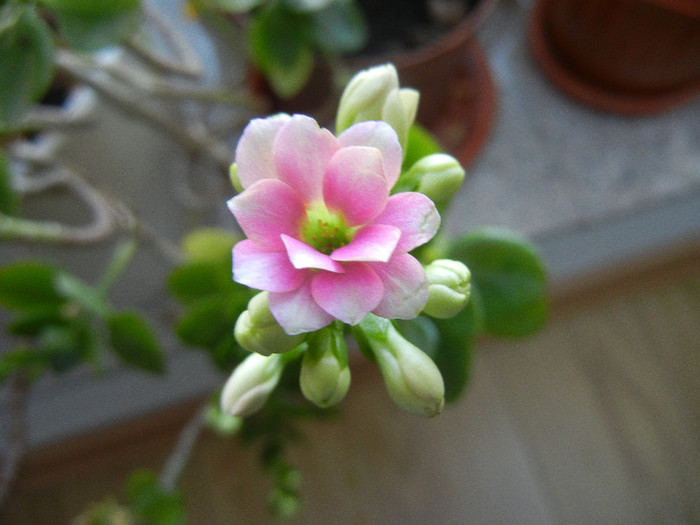 Pink & White Kalanchoe (2013, Jan.02)