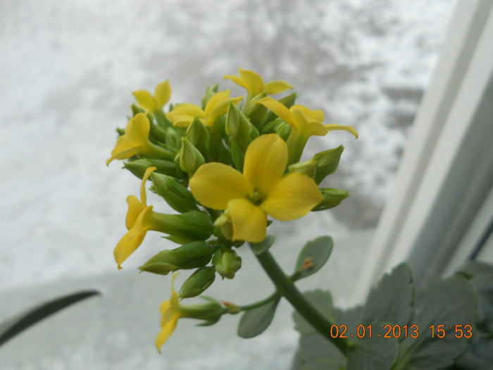 DSCN2531 - Kalanchoe 2012-2014