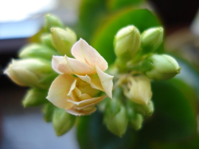 White Kalanchoe (2009, December 31) - Kalanchoe White