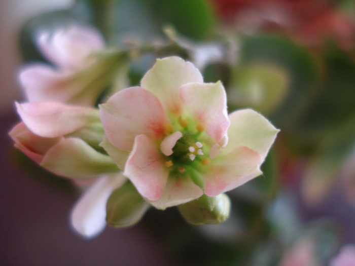 White Kalanchoe (2010, February 13)