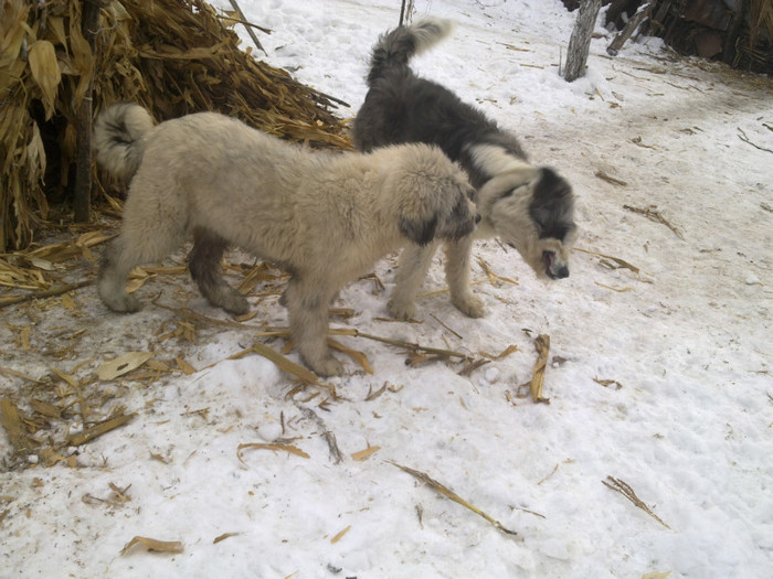 24122012273; Arcan si Tesa
