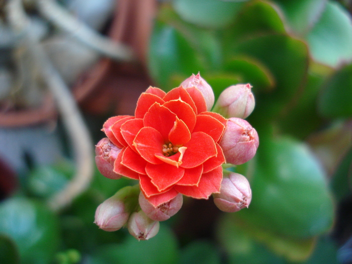 Red Kalanchoe (2009, December 31) - Kalanchoe Red