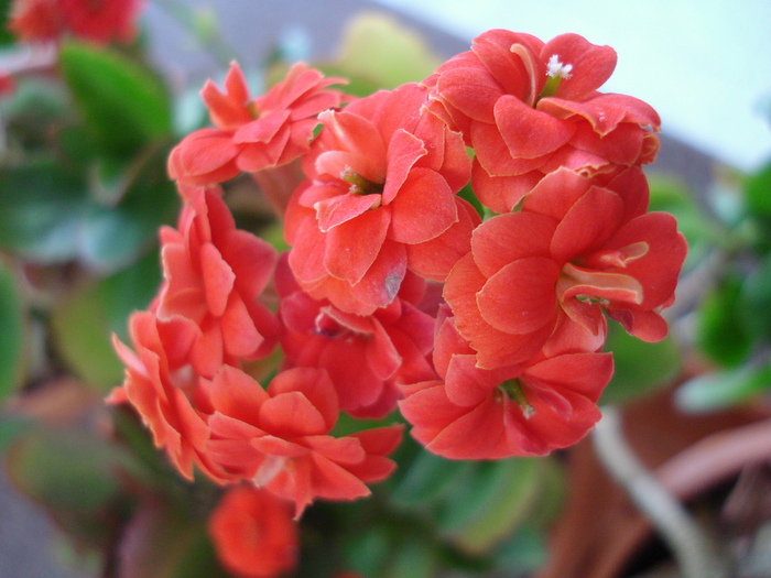 Red Kalanchoe (2010, February 13) - Kalanchoe Red