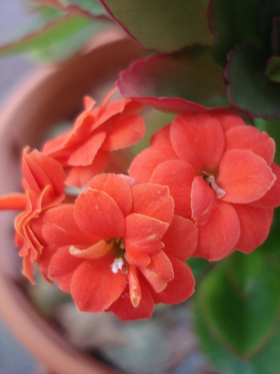 Red Kalanchoe (2010, February 13) - Kalanchoe Red