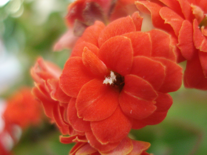 Red Kalanchoe (2010, February 13) - Kalanchoe Red