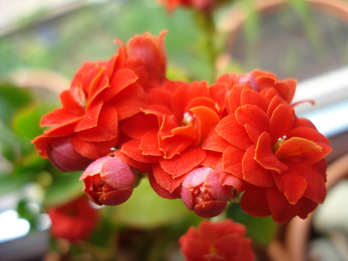 Red Kalanchoe (2010, April 23)