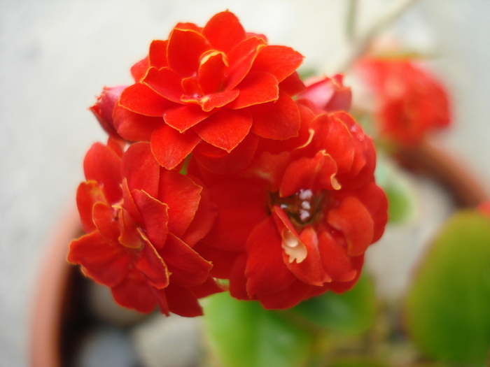 Red Kalanchoe (2010, April 25) - Kalanchoe Red