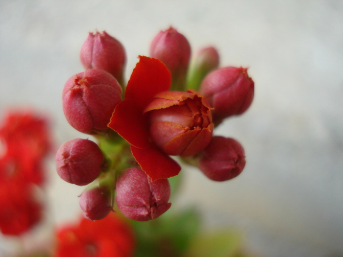 Red Kalanchoe (2010, April 25)