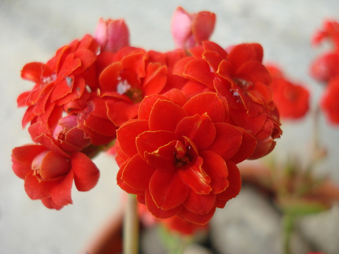 Red Kalanchoe (2010, April 25) - Kalanchoe Red