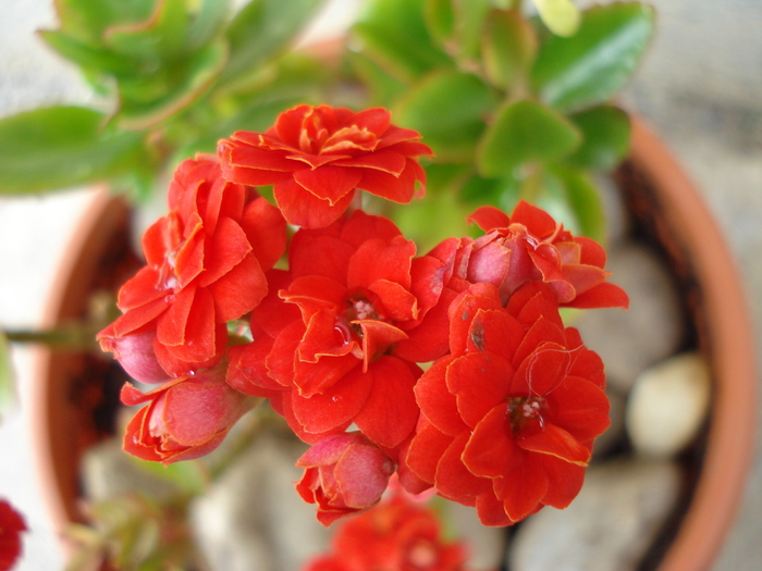 Red Kalanchoe (2010, April 25)