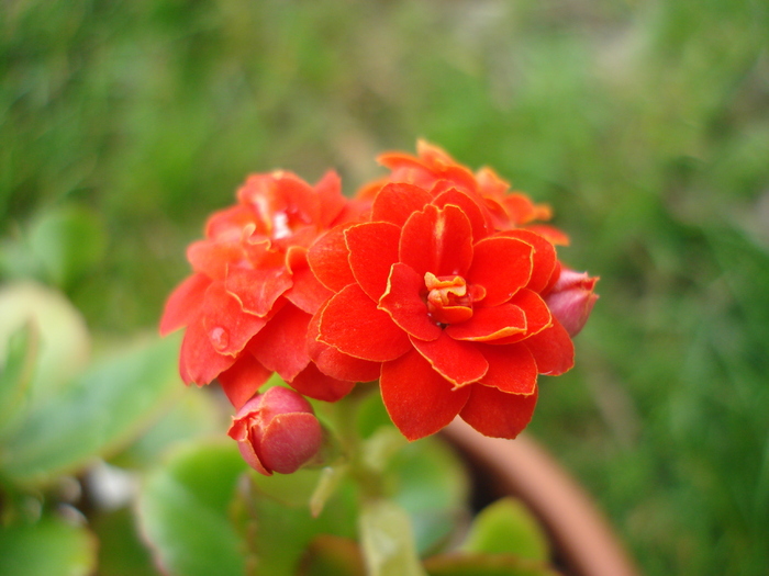 Red Kalanchoe (2010, April 25) - Kalanchoe Red