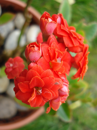 Red Kalanchoe (2010, April 25)