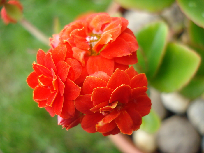 Red Kalanchoe (2010, April 25) - Kalanchoe Red