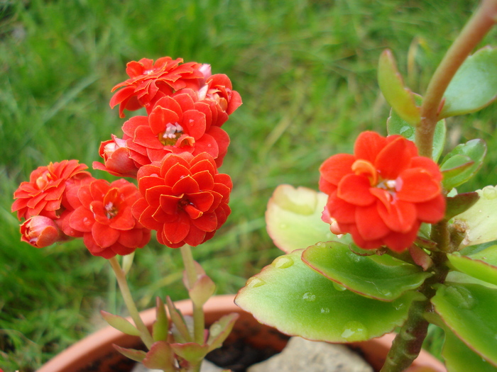 Red Kalanchoe (2010, April 25) - Kalanchoe Red