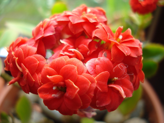 Red Kalanchoe (2010, May 16)