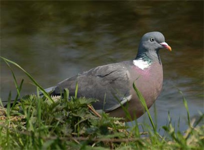 PORUMBELUL GULERAT