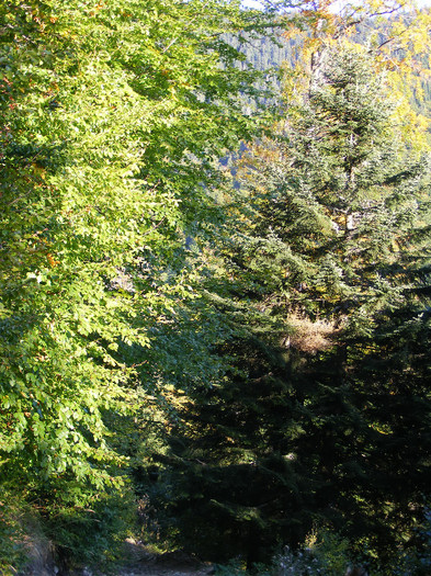 DSCF2077 - Tibles 1