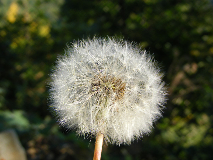 DSCF2086 - Tibles 1
