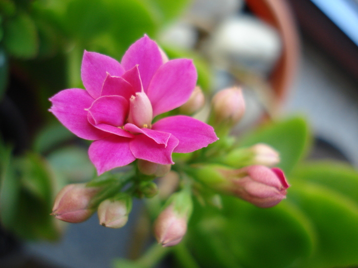 Pink Kalanchoe (2009, December 26) - Kalanchoe Pink