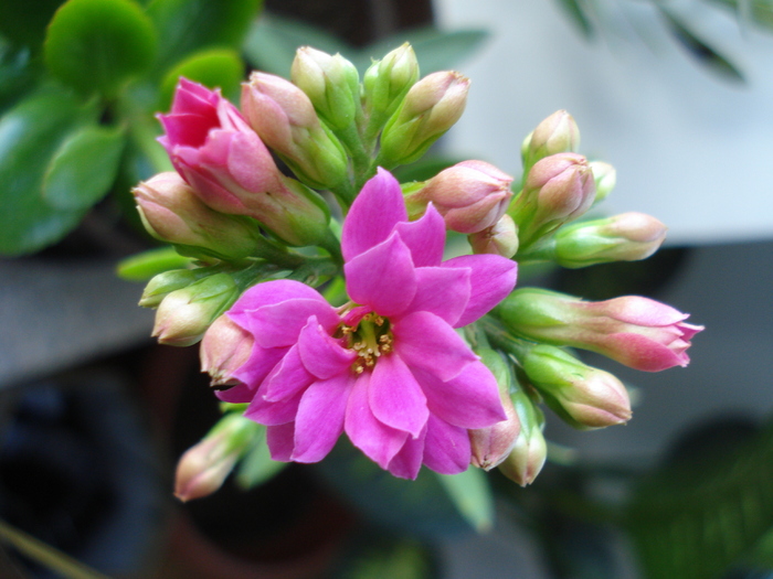 Pink Kalanchoe (2009, December 26) - Kalanchoe Pink