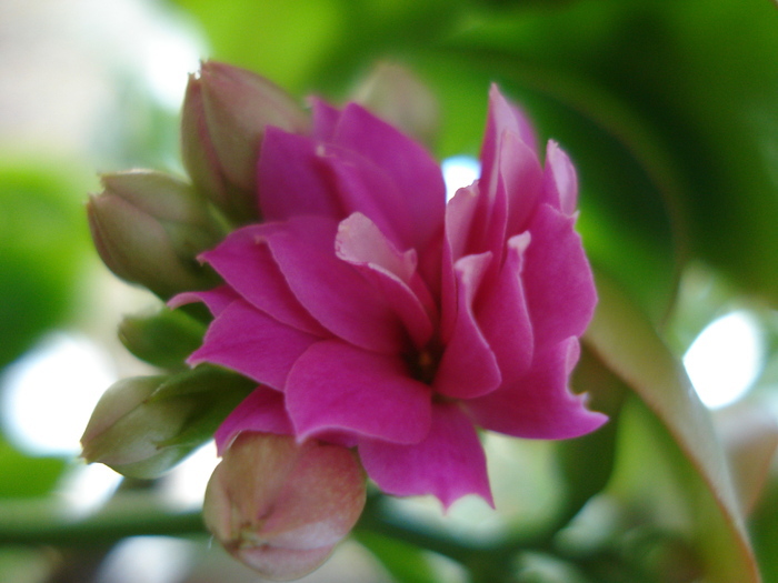 Pink Kalanchoe (2009, December 26) - Kalanchoe Pink