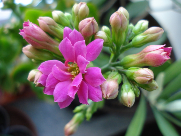 Pink Kalanchoe (2009, December 26) - Kalanchoe Pink