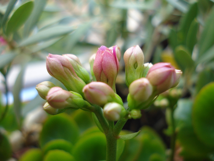 Pink Kalanchoe (2009, December 31)