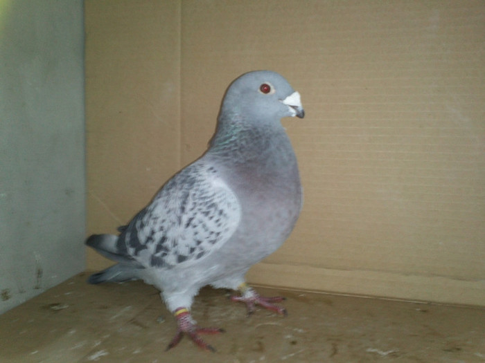 IMG1061 - PORUMBEI