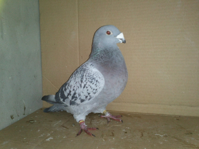 IMG1062 - PORUMBEI