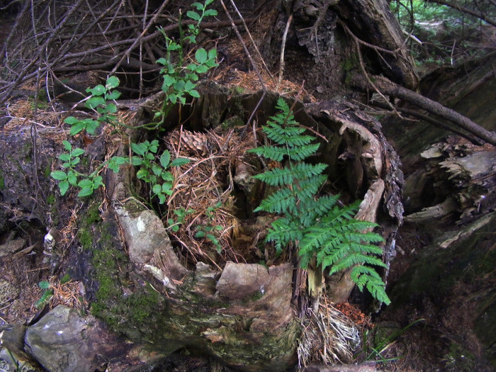 DSCF2397 - Tibles 2