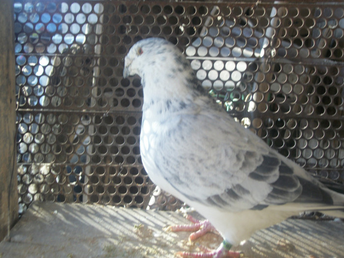 100B5030 - Poze 02-01-2013