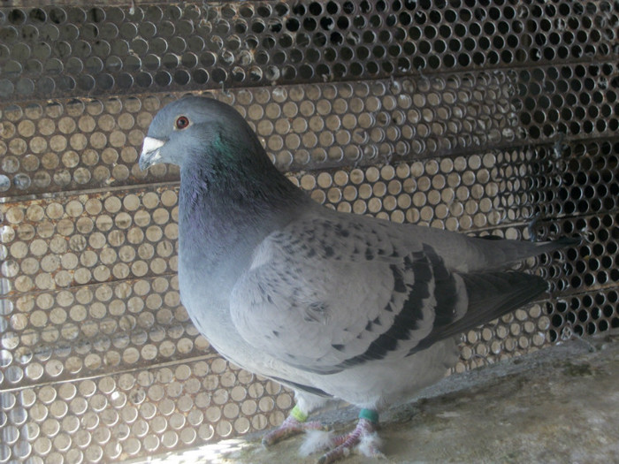 100B5320 vandut - Poze 02-01-2013