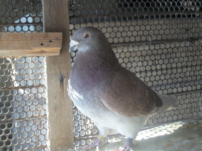 100B5380 M vandut - Poze 02-01-2013