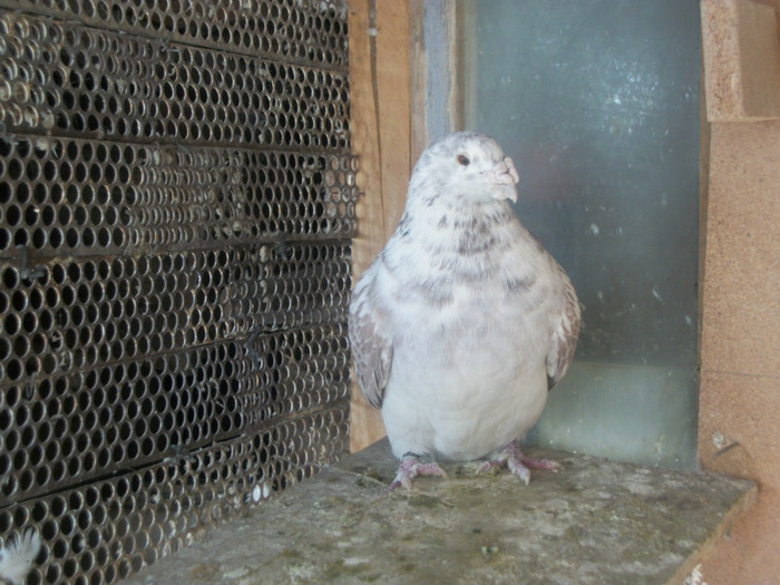 100B5560 - Poze 02-01-2013