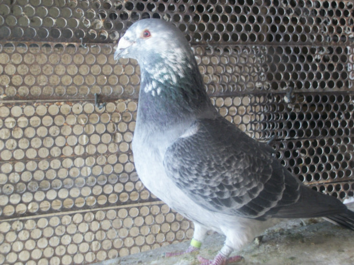 100B5590 M - Poze 02-01-2013