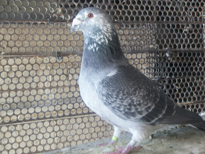 100B5591 - Poze 02-01-2013