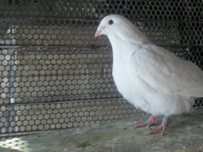 100B5630 ? Imprumutat - Poze 02-01-2013