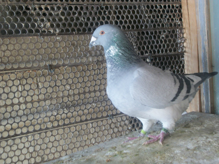 100B5640? Vandut - Poze 02-01-2013