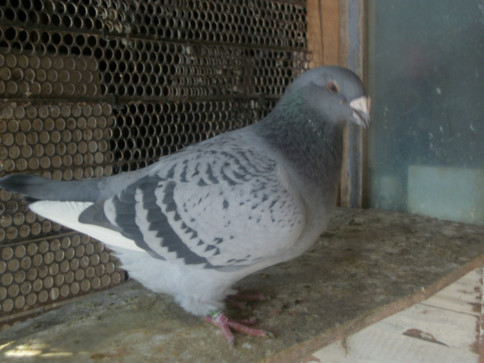 100B5710 F - Poze 02-01-2013