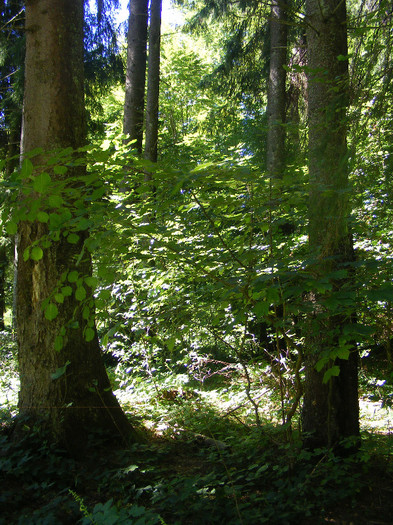 DSCF0857 - Tibles 3