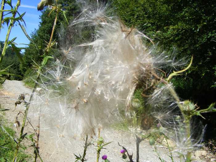 DSCF0882 - Tibles 3