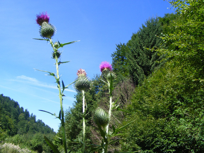 DSCF0886