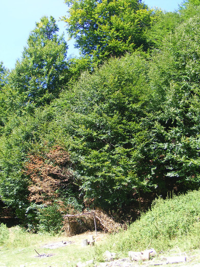 DSCF0904 - Tibles 3