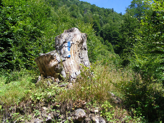 DSCF0954 - Tibles 3